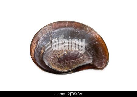 Image d'une coque plate noire isolée sur fond blanc. Animaux sous-marins. Coquillages Banque D'Images