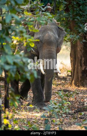 Éléphant ou tueur asiatique formé ou Elepha maxima indicus tête sur portrait pour suivre les tigres sauvages dans la forêt au parc national de bandhavgarh inde Banque D'Images