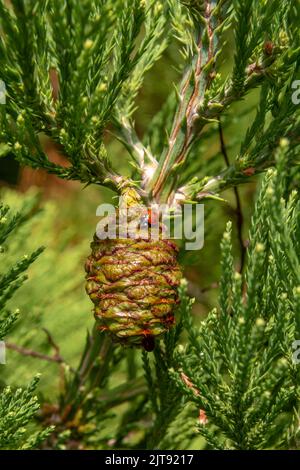 Feuilles géantes de séquoia vert et un cône avec coccinelle. Aiguilles de séquoiadendron giganteum ou de séquoia Sierra. Gros plan. Détails. Banque D'Images