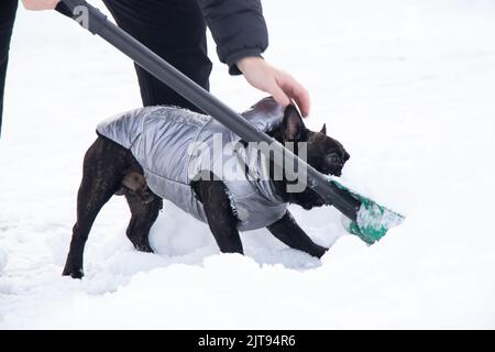 chien de taureau français en hiver dans une veste sur la neige pour les promenades, le chien dans le parc en hiver aide à ramasser la neige sur la route Banque D'Images