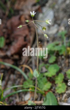 La mauvaise herbe à chiche dentelée, Holosteum umbellatum, en fleur dans le vieux vignoble, France. Banque D'Images