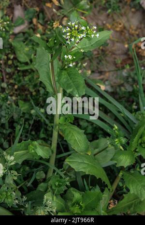 Moutarde blanche à la boule, Calepina irregularis, en fleurs et en fruits, sur la terre de déchets. Banque D'Images