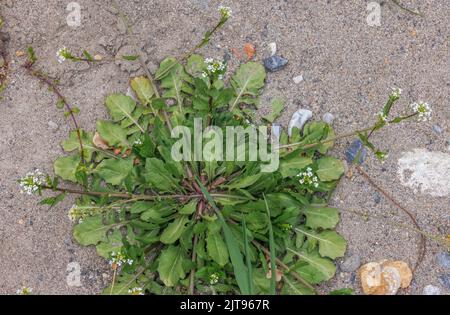 Moutarde blanche à la boule, Calepina irregularis, en fleurs et en fruits, sur la terre de déchets. Banque D'Images