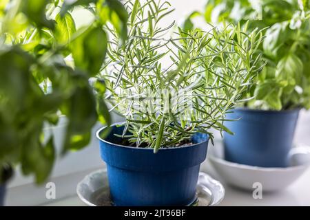 Herbes vertes fraîches, romarin et basilic, dans des pots bleus placés sur un cadre de fenêtre. Banque D'Images