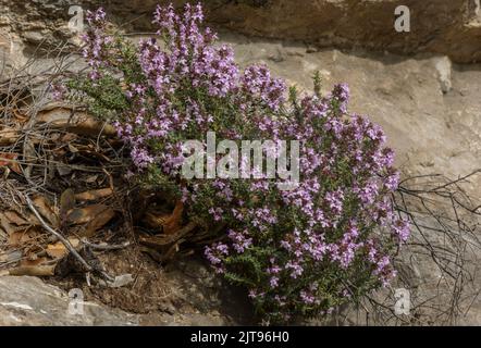 Thym commun, Thymus vulgaris, en fleur au printemps, Provence. Banque D'Images