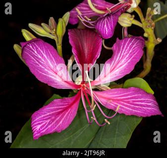 Spectaculaire fleur rouge / rose et feuilles vertes de Bauhinia blakeana, arbre à orchidées décidues de Hong Kong, sur fond sombre, en Australie Banque D'Images