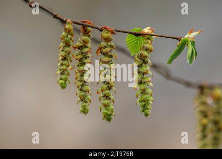Charme, Carpinus betulus, chatons mâles au printemps. Banque D'Images