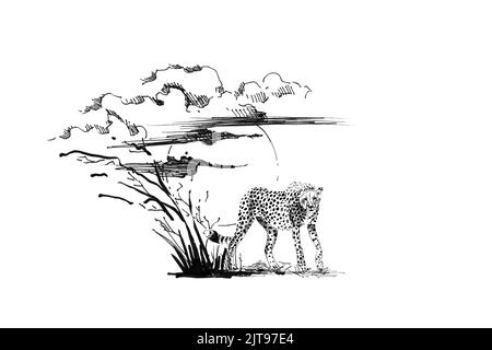 Cheetah au coucher du soleil avec de l'herbe et des nuages. Collection d'illustrations dessinées à la main (originaux, sans trace) Banque D'Images