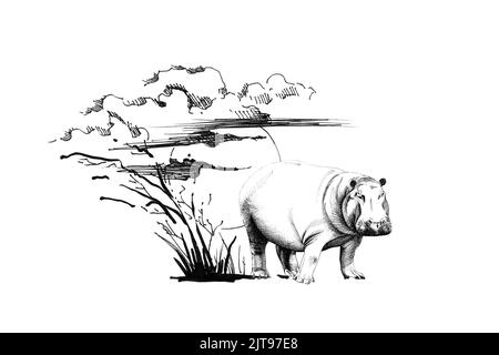 Hippo au coucher du soleil avec de l'herbe et des nuages. Collection d'illustrations dessinées à la main (originaux, sans trace) Banque D'Images