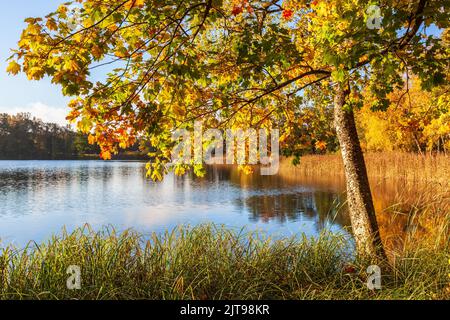Belles couleurs d'automne sur un érable au bord d'un lac Banque D'Images