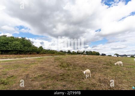 Moutons paître sur Bircher commun étaient l'été chaud a parché l'herbe. Herefordshire. ROYAUME-UNI Banque D'Images