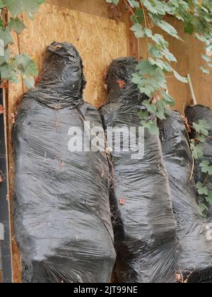 Scène d'Halloween, photo verticale de quatre corps humains enveloppés dans un film plastique noir et placés contre un mur en bois Banque D'Images