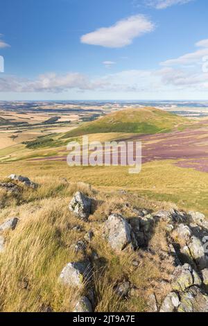 Une journée de fin d'été dans les collines au-dessus de College Valley dans le nord de Northumberland, près du sentier de St Cuthbert, avec la bruyère pourpre par une journée ensoleillée. Banque D'Images