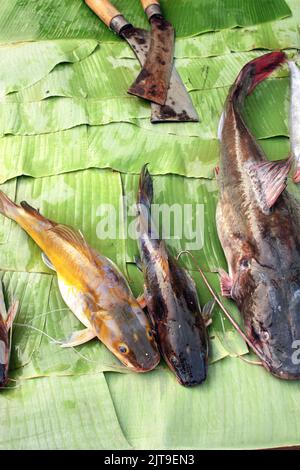 Poisson-chat fraîchement pêché sur la feuille de palmier, le matin, dans un marché aux poissons, de Luang Prabang, Laos Banque D'Images