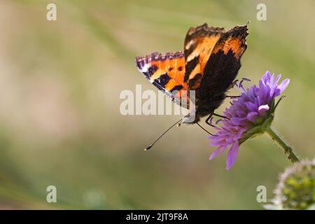 Gros plan d'un petit tortoiseshell (Aglais urticae). Montagnes suisses Banque D'Images