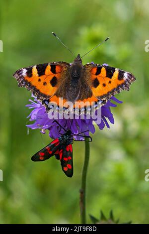 Gros plan d'un petit tortoiseshell (Aglais urticae) assis sur une fleur. Montagnes suisses Banque D'Images