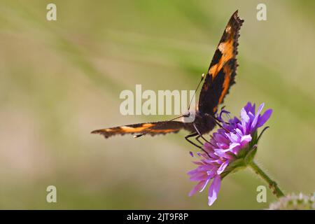 Gros plan d'un petit tortoiseshell (Aglais urticae). Montagnes suisses Banque D'Images