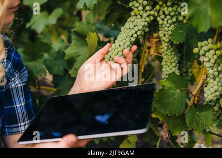 Gros plan sur la main de l'agriculteur tablette avec écran vierge à portée de main, en enregistrant la culture des raisins. Agriculture intelligente technologie agricole. Femme Banque D'Images