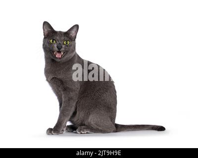 Jeune adulte Korat Cat, assis sur les côtés. Parler en toute ouverture. Regarder directement l'appareil photo avec les yeux verts. Isolé sur un fond blanc. Banque D'Images