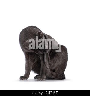 Chat Korat pour jeunes adultes, assis en nettoyant ses pattes. Isolé sur un fond blanc. Banque D'Images