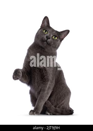 Jeune adulte Korat chat, assis face à l'avant avec un paw ligté comme le chinois bonne chance chat. Regarder directement l'appareil photo avec les yeux verts. Isolé sur Banque D'Images