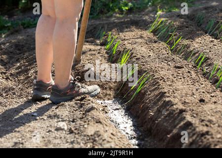 femme caucasienne mettant une plante de poireau dans son jardin potager. photographie de la personne méconnaissable. agriculture basque. De vraies personnes Banque D'Images