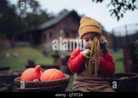 Petite fille en vêtements d'automne récolte de citrouille biologique dans son panier, style de vie durable. Gros plan. Banque D'Images