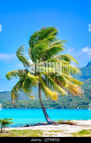 Palmier à Bora Bora, avec le lagon en arrière-plan, Polynésie française Banque D'Images