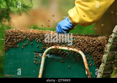 Retrait de l'apiculteur de nid d'abeille Banque D'Images