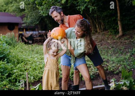 Famille paysanne récolte des citrouilles ensemble dans le jardin en été. Banque D'Images