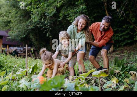 Famille paysanne récolte des citrouilles et s'amuser ensemble dans le jardin en été. Banque D'Images