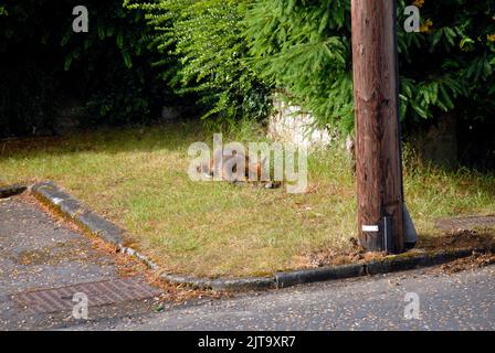 Renard urbain, au soleil, mais en alerte sur la zone d'herbe près de la base du poteau télégraphique Banque D'Images