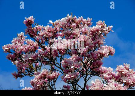 Magnifique magnolia au début du printemps Banque D'Images