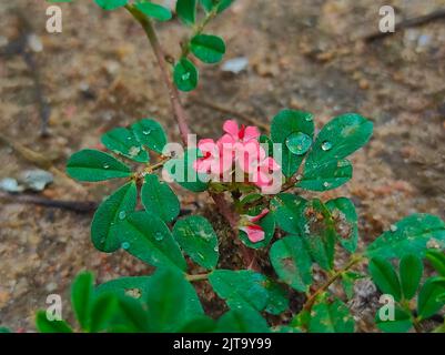 A Birdsville Indigo Indigofera Linnaei neuf feuilles Indigo Bhonyagali Pandarphali Hamsapadi Flower Plant Banque D'Images