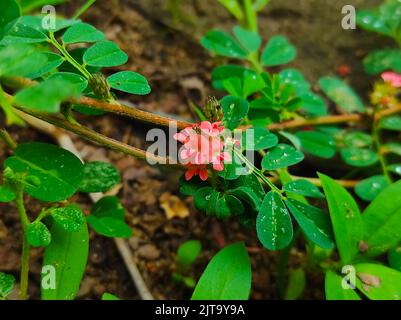 A Birdsville Indigo Indigofera Linnaei neuf feuilles Indigo Bhonyagali Pandarphali Hamsapadi Flower Plant Banque D'Images