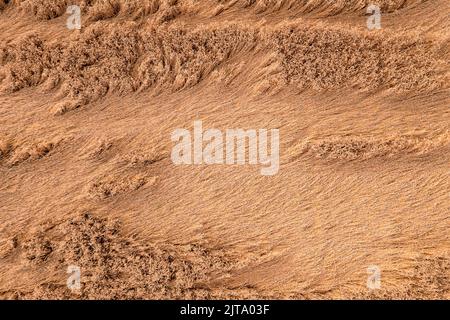 Un champ de grain endommagé par la sécheresse et la tempête avant la récolte avec des oreilles allongées vues d'en haut Banque D'Images