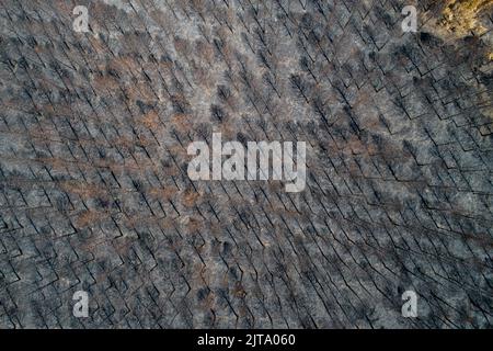 Arbres brûlés après un feu de forêt vue aérienne de la forêt de pins brûlés, conséquences des feux de forêt. Problèmes écologiques Banque D'Images