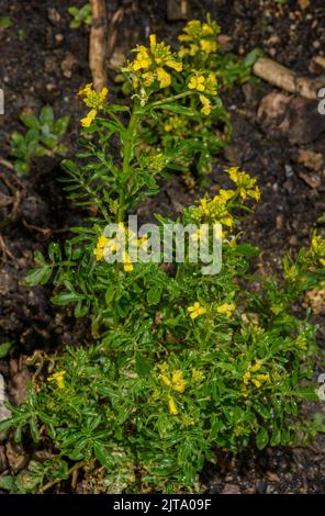 Cresson terrestre ou cresson américaine, Barbarea verna en fleur au printemps. Banque D'Images