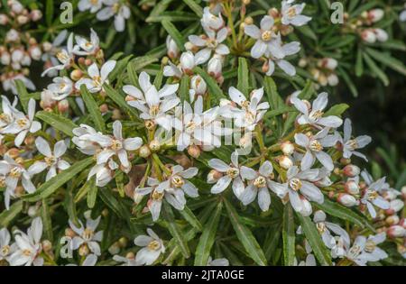 Une fleur d'oranger mexicaine, Choisya x dewitteana 'White Dazzler' dans la culture de jardin. Banque D'Images