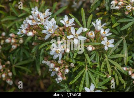 Une fleur d'oranger mexicaine, Choisya x dewitteana 'White Dazzler' dans la culture de jardin. Banque D'Images