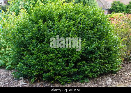 Boîte de sucreries arbustives, Sarcococca confusa, dans un jardin mixte. Banque D'Images