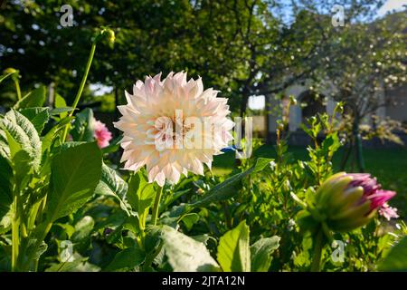 Café au lait Dahlias. Belle grande salle à manger dahlias parterre à fleurs. Jardin ornemental de découpe. Banque D'Images