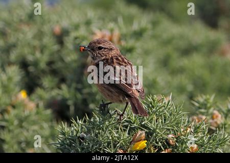 STONECHAT avec Prey, Royaume-Uni. Banque D'Images