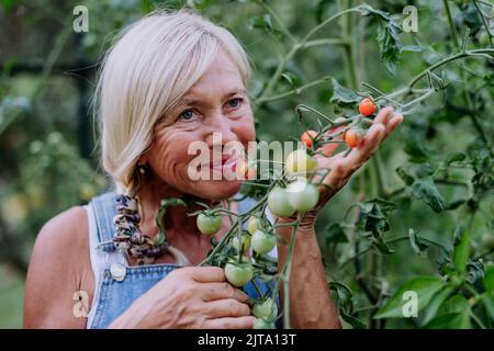 Femme agricole senior tenant des tomates odorantes en serre. Banque D'Images