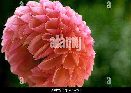 Gros plan d'une belle tête de fleur Dahlia rose pastel corail. Symétrie des fleurs de Dahlia. Banque D'Images