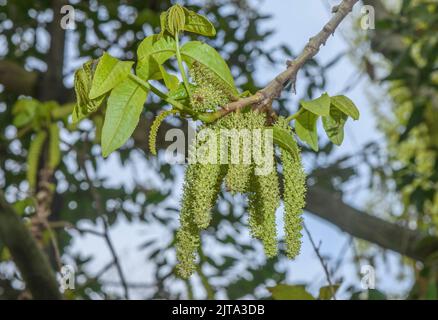 Noyer, Juglans regia en fleur au printemps, avec des chatons. Banque D'Images