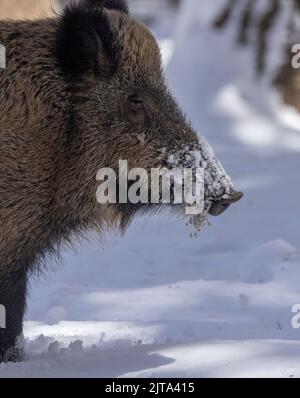 Sanglier, sus scrofa, dans la neige. Pyrénées. Banque D'Images