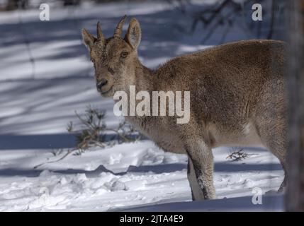 Jeune ibex ibérique ou ibex espagnol, Capra pyrenaica, dans la neige d'hiver dans les montagnes. Banque D'Images