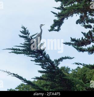 Sidmouth, Devon, 29th août 2022 Un héron gris se trouve dans un arbre de Monterey Chypre, au-dessus d'un étang de jardin à Devon. La pénurie de pluie a laissé le niveau des rivières à un niveau toujours bas, obligeant les hérons et autres oiseaux prédateurs à chercher leur souper dans les jardins. Tony Charnock/Alay Live News Banque D'Images