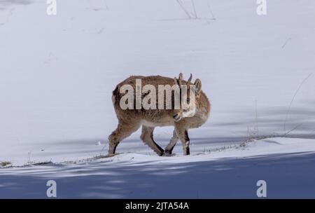 Jeune ibex ibérique ou ibex espagnol, Capra pyrenaica, dans la neige d'hiver dans les montagnes. Banque D'Images